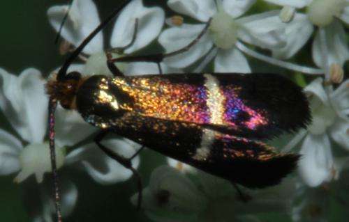 Adela australis